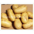 Frische gelbe Kartoffel der hohen Qualität
